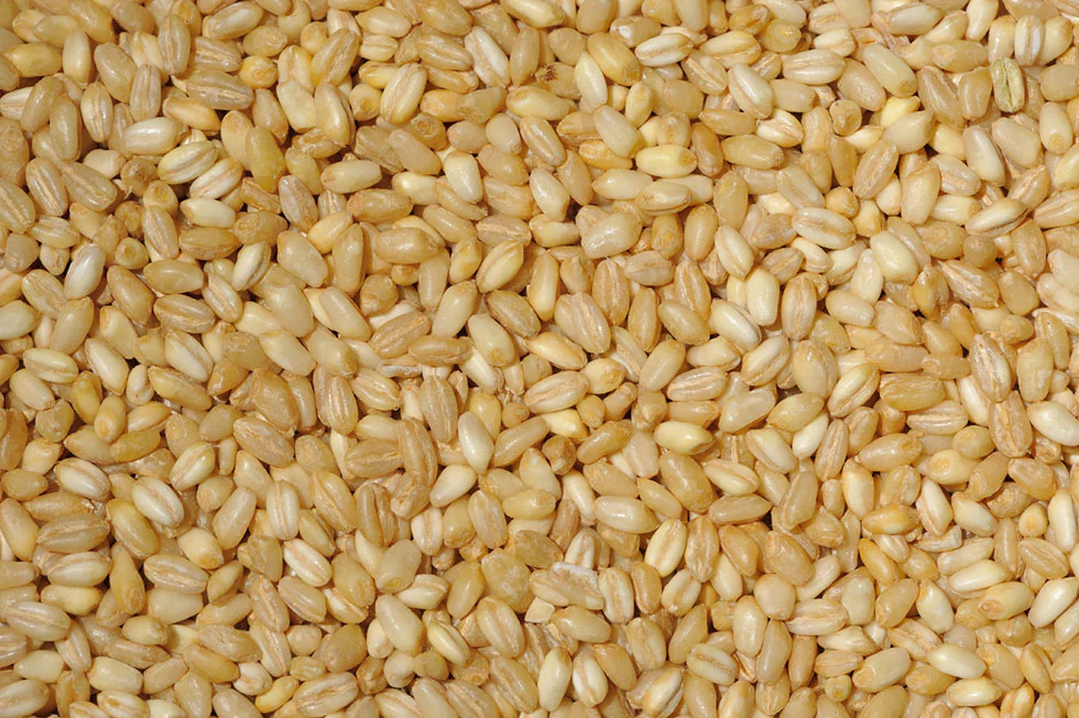 Pearled Wheat, 1 lb - Image 2
